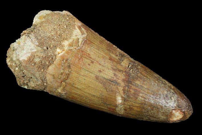 Fossil Crocodile (Elosuchus) Tooth - Kem Kem Beds, Morocco #94205